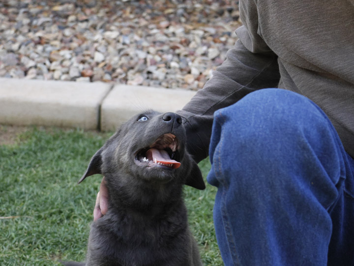 chinook dog